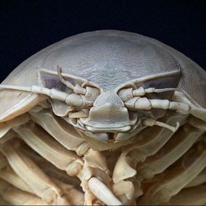 Meet your Posher, Emilia